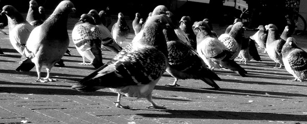 Pigeons in the city