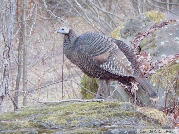 Turkey Ledge