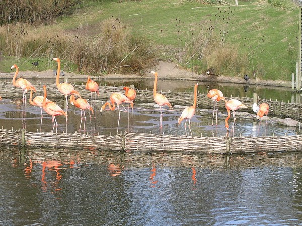 flamingos