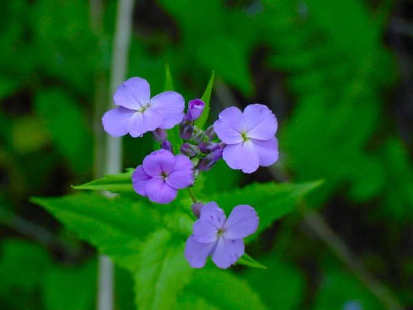 Little Violets