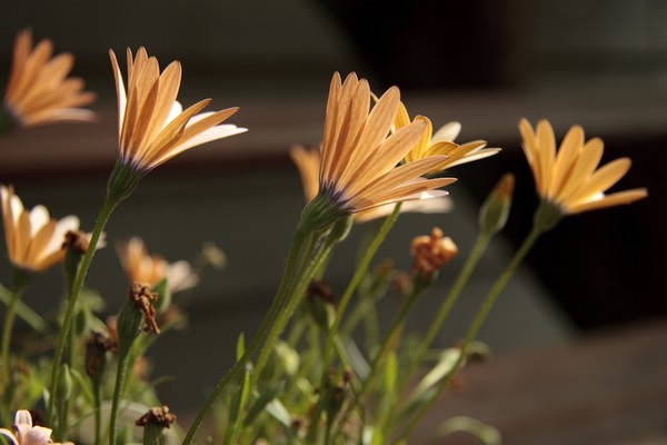 Flowers basking in the sun