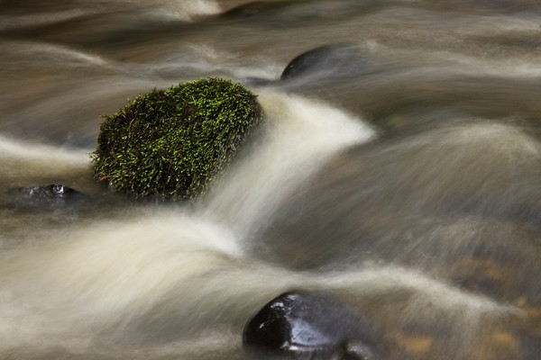 mossy rock