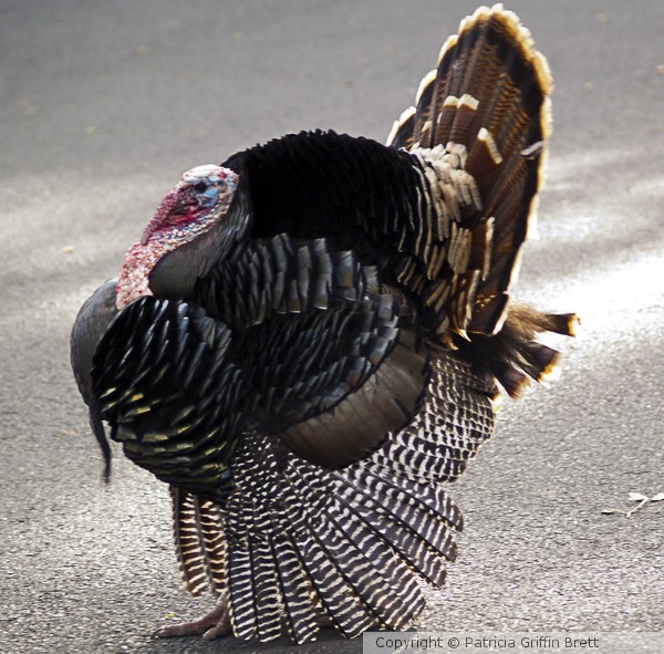 Aloha Turkey II
