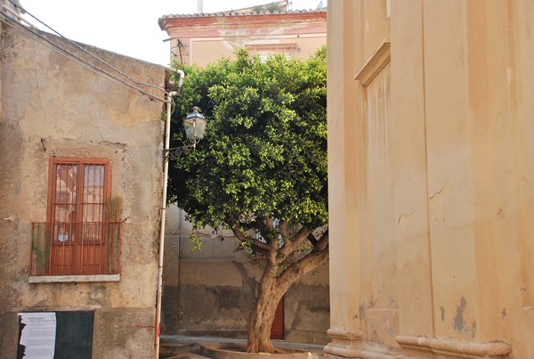 Tree in the Road