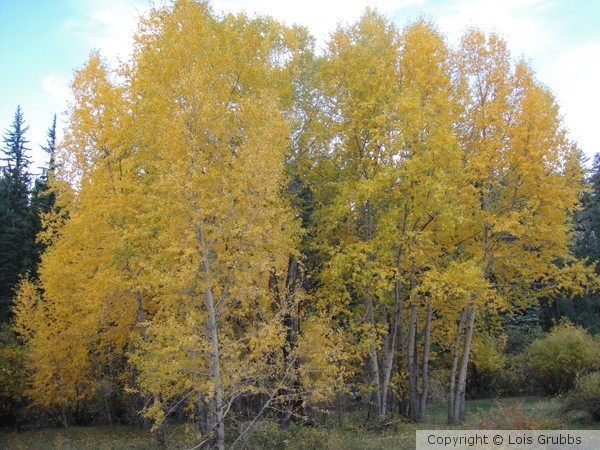 Fall Foilage Sept 2011 My camera 032