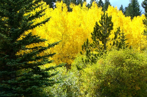 Fall Colors