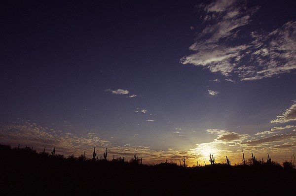 Cactus Sunset