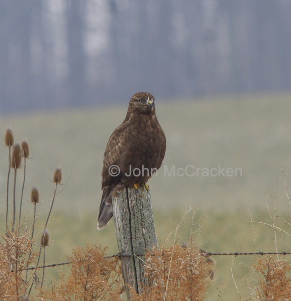 Northern Harrier