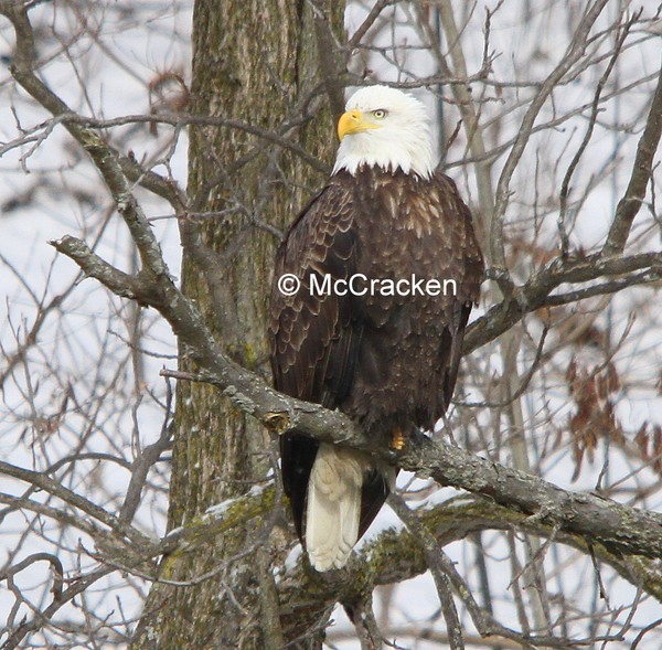 Bald Eagle
