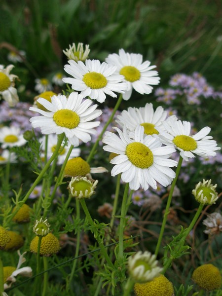 Daisyish 2