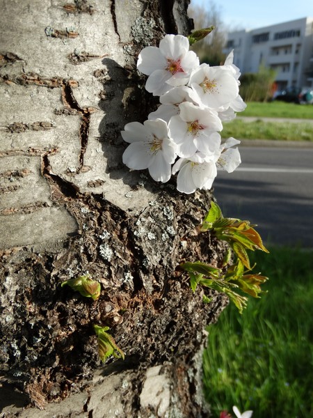 trunk and flowers