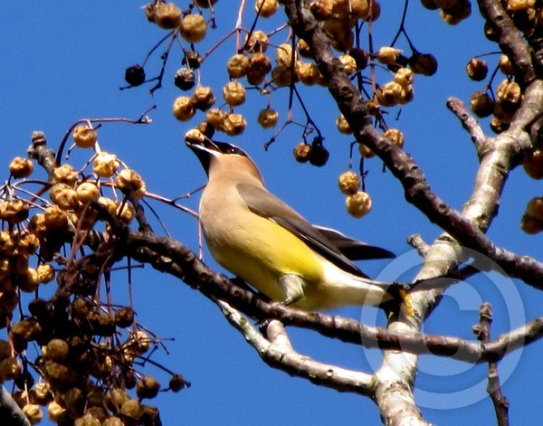 Cedar Waxwing!