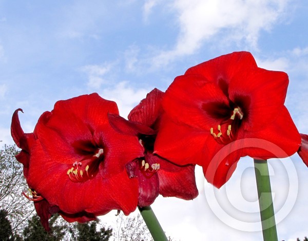 Amaryllis