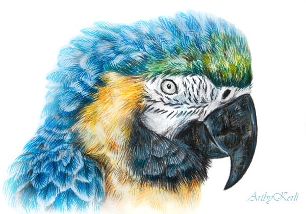 Blue macaw