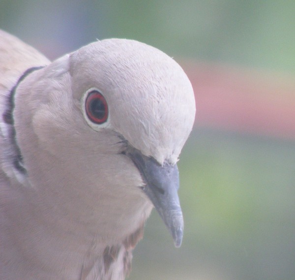 pigeon