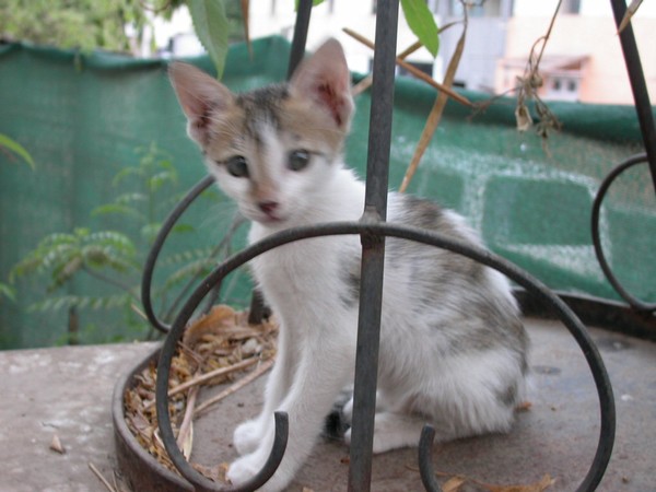 my pet friends