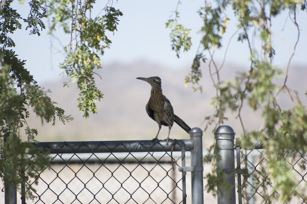 runner on a fence
