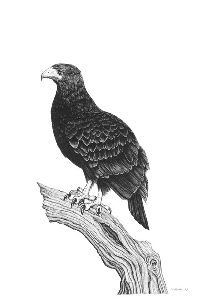 EAGLE 