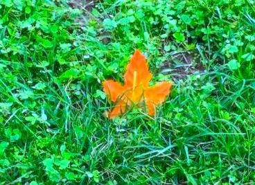 Leaf alone