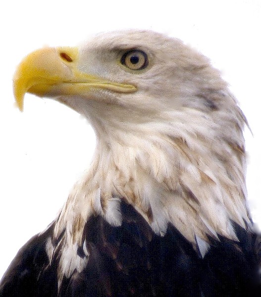 American Bald Eagle, ©JDS, 2009
