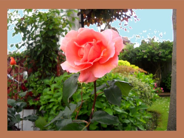 Lonely-Giant Rose