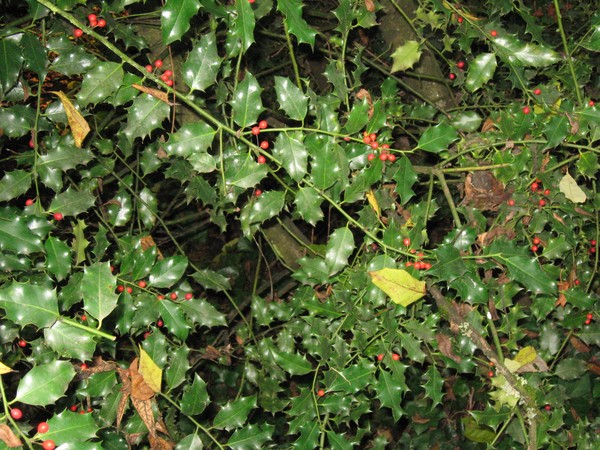 Holly Tree in My Yard