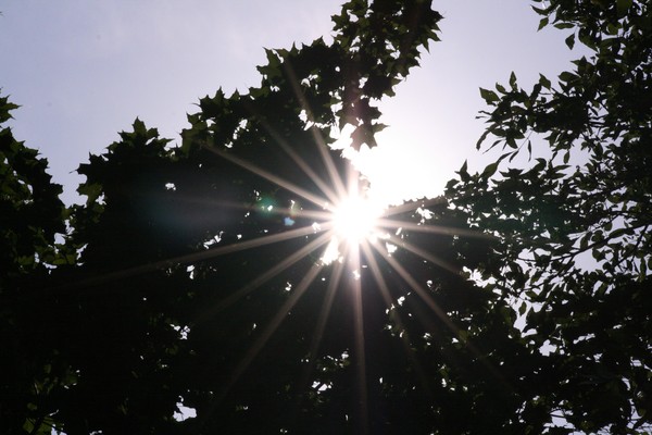 solnechni lych