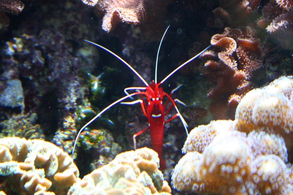Funny Shrimp