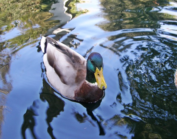 A Ducks Life