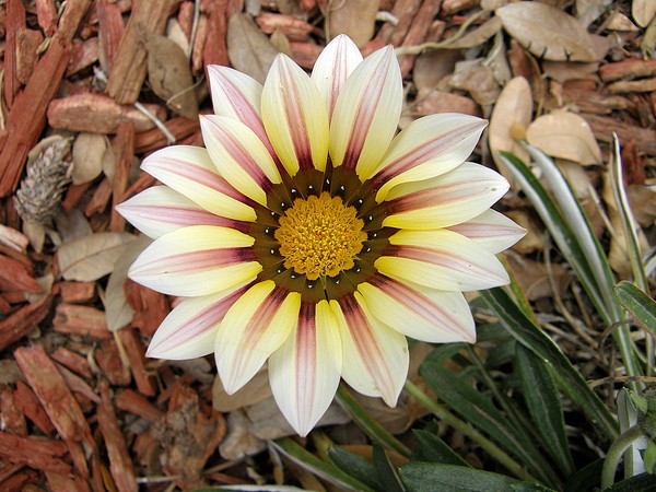 Treasure Flower