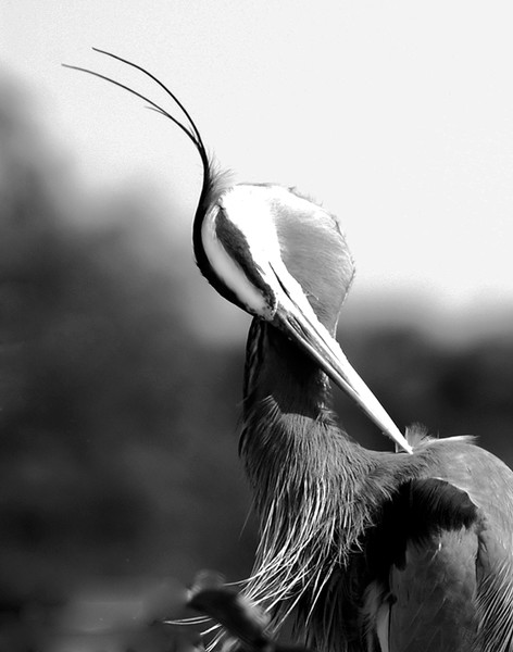 HEAD DRESS