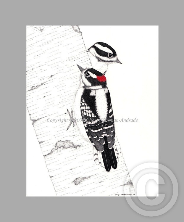 Downy Woodpecker Pair Ink Pointillism