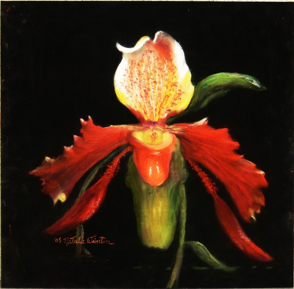 Exotic orchid slipper