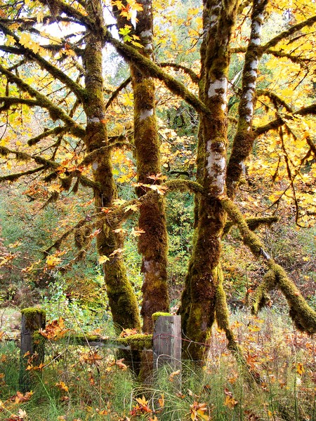Autumn in Oregon