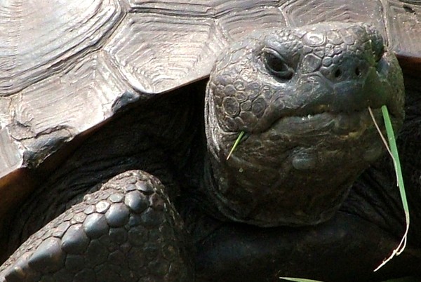 Turtle Interrupted