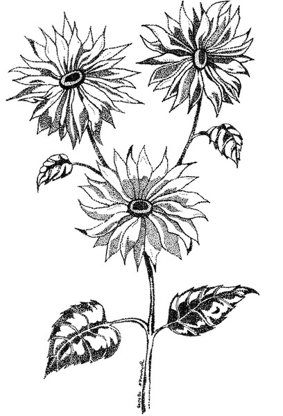threesumflower (pointilism)
