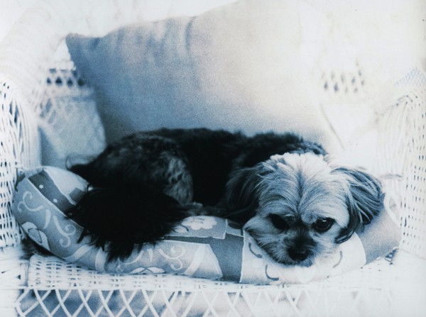 Puppy Blues