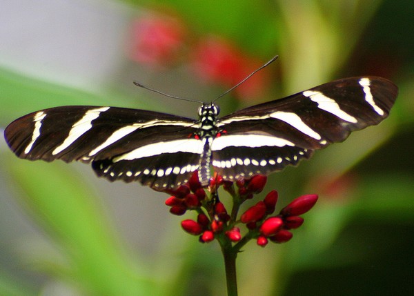 Zebra Butterfly