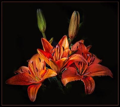 flowers-003