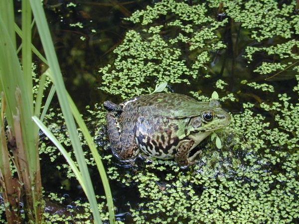 Frog in the pond