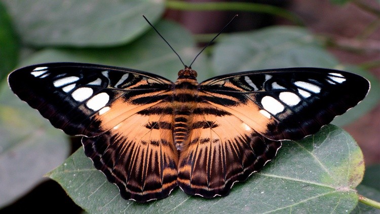 Butterfly 003 1366x768