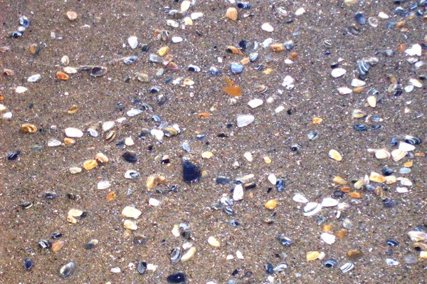 Shells