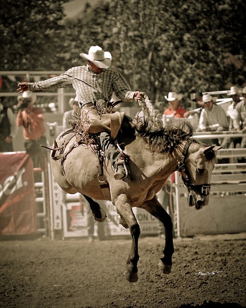 Buckskin Bronc