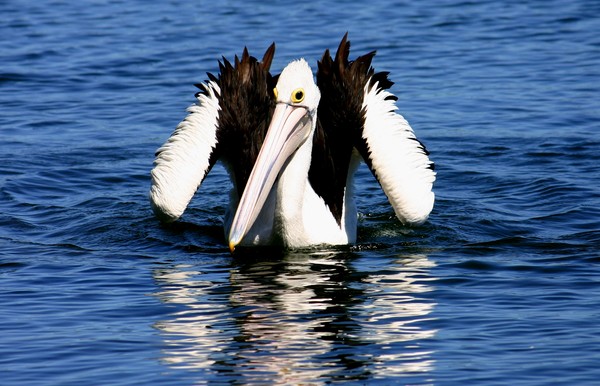 Pelican
