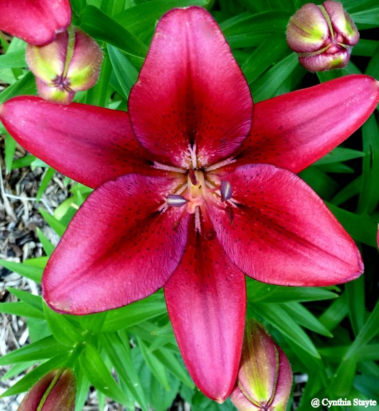 Scarlet Lily