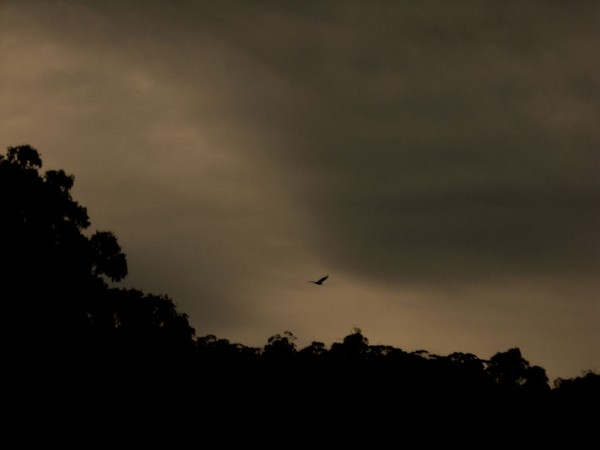 Fly