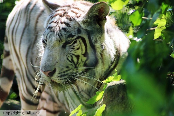 White Tiger