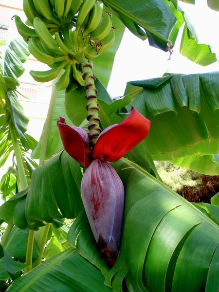 flower and fruits of banana