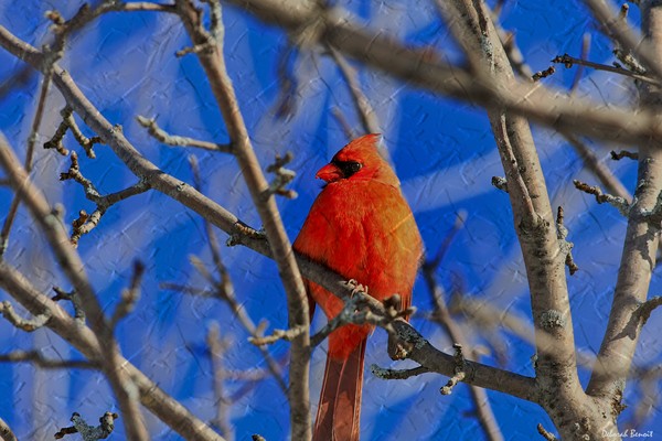 Red Of The Cardinal