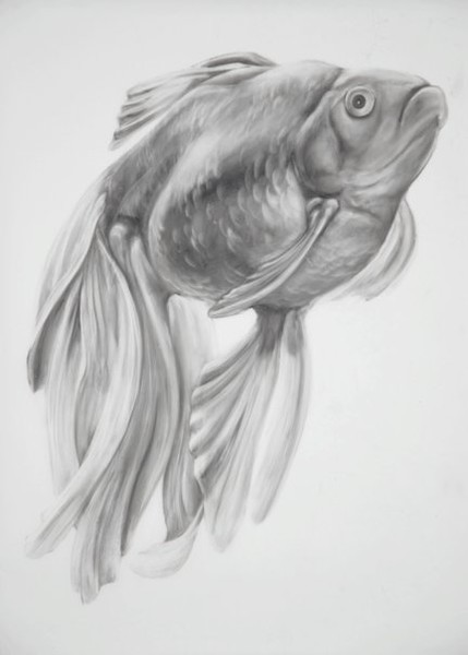 Goldfish
